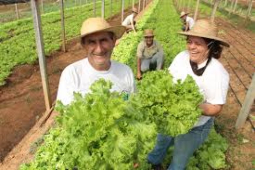Imagem de Sistemas AgroFlorestamentais